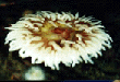 anemone