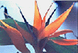 bird of paradise