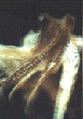cuttle fish