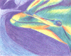 dolphin color pencil drawing