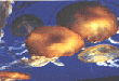 jelly fish