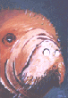 Manatee Painting