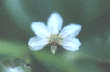 naupaka