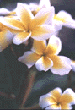 plumeria