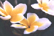 plumeria no. 2
