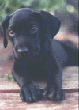 Puka Pup
