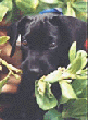 Puka Pup