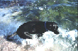 Puka swimming