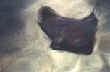 cow ray