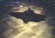 ray02