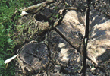 tree trunk