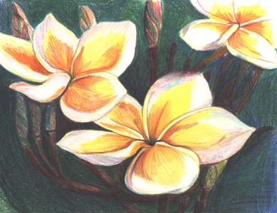Plumeria drawing