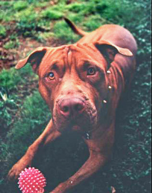 Silly Pit Bull