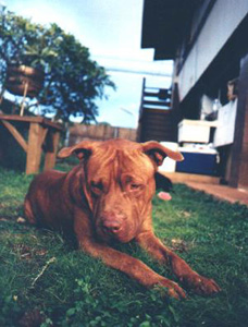Ikaika