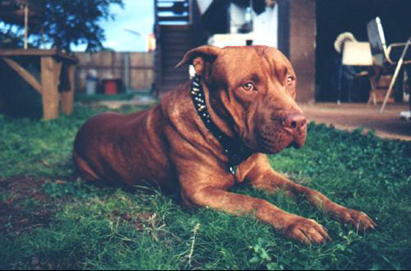 Ikaika