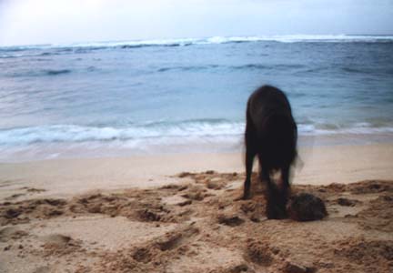 Ikaika