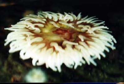 anemone