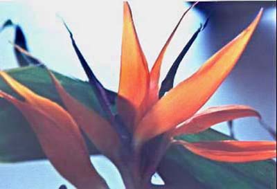 bird of paradise
