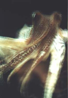 cuttle fish