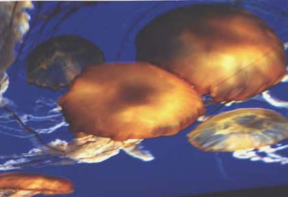 jelly fish