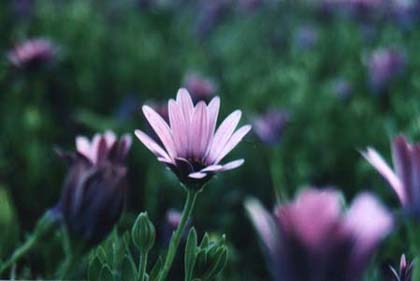 purple flower