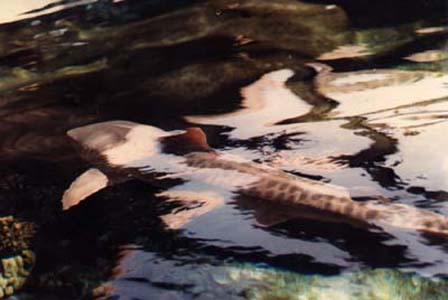 baby tiger shark