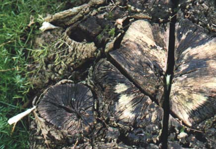 tree trunk